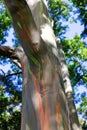 Rainbow Trees / Painted Forest, Maui